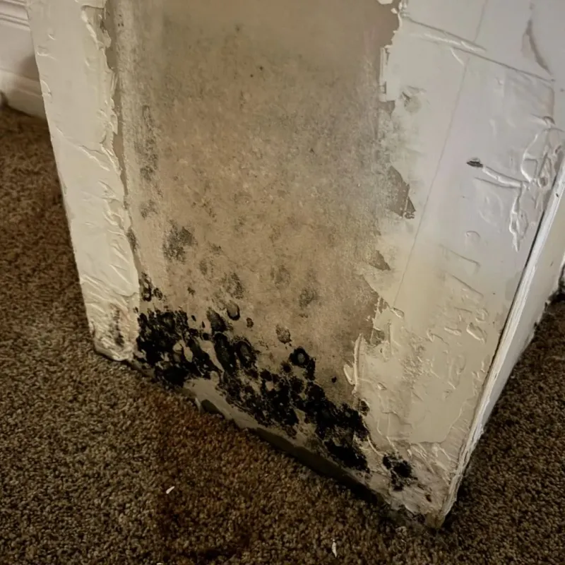 Professional Mold Removal in Ahwahnee, CA